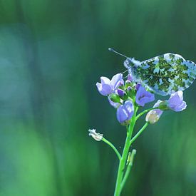 lente blauw van Marjo Snellenburg