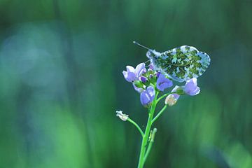 lente blauw van Marjo Snellenburg