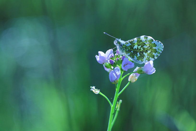 spring blue by Marjo Snellenburg