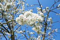 Pear blossom in spring