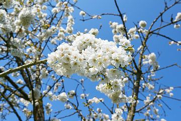 Fleur de poirier au printemps sur Fred Roest