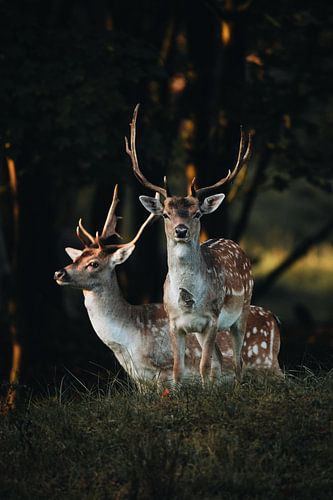 Fallow deer portrait