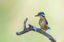 Martin-pêcheur alcedo atthis sur Vienna Wildlife