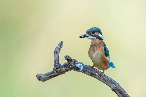 Martin-pêcheur alcedo atthis