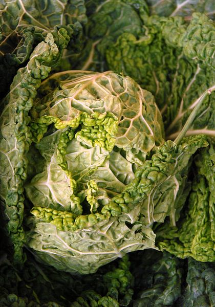 Kool van P.D. de Jong