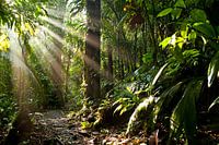Zonnestralen in de jungle van Costa Rica