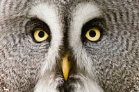 Lapland owl