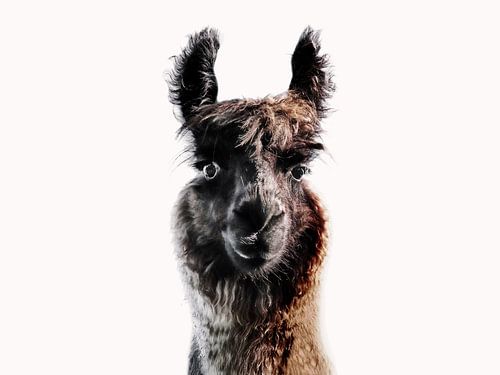Regard de lama duveteux