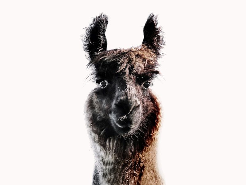 Regard de lama duveteux par Monika Strigel
