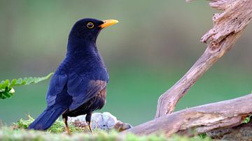 Blackbird (male) by Sabrina de Vries