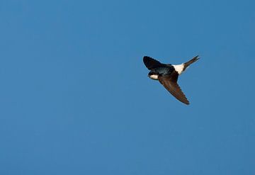 Vliegende Huiszwaluw tegen een blauwe lucht. 