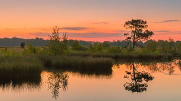 Zonsopkomst in het Nationale Park Dwingelderveld van Henk Meijer Photography