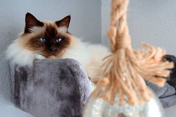 Sacred Birman: Serenity in Close-up