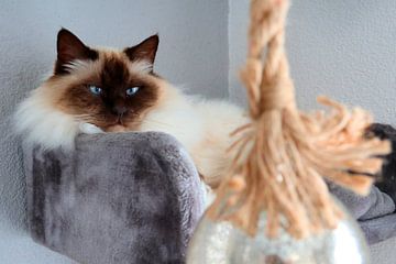 Sacred Birman: Serenity in Close-up