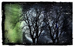 Het donkere bos in de Nacht