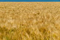 Grain and blue sky