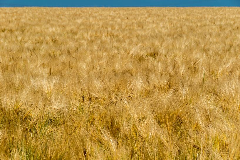 Körner und blauer Himmel von Ad Bervoets AdFont