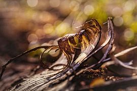 Tree bark by Rob Boon