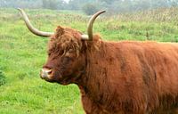 Bovins écossais des Highlands de couleur rouge-brun à l'état sauvage dans l'herbe