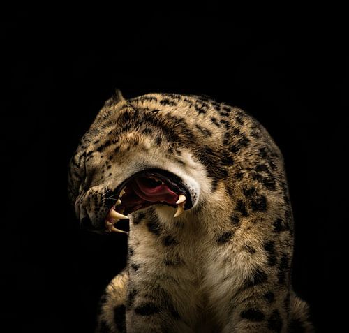 Close-up van een sneeuwluipaard, creatief bewerkt