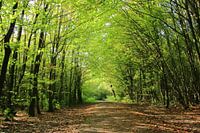 Autumn forest