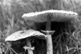 Pilz in Schwarz und Weiß von Annemarie Wolkers-Ven