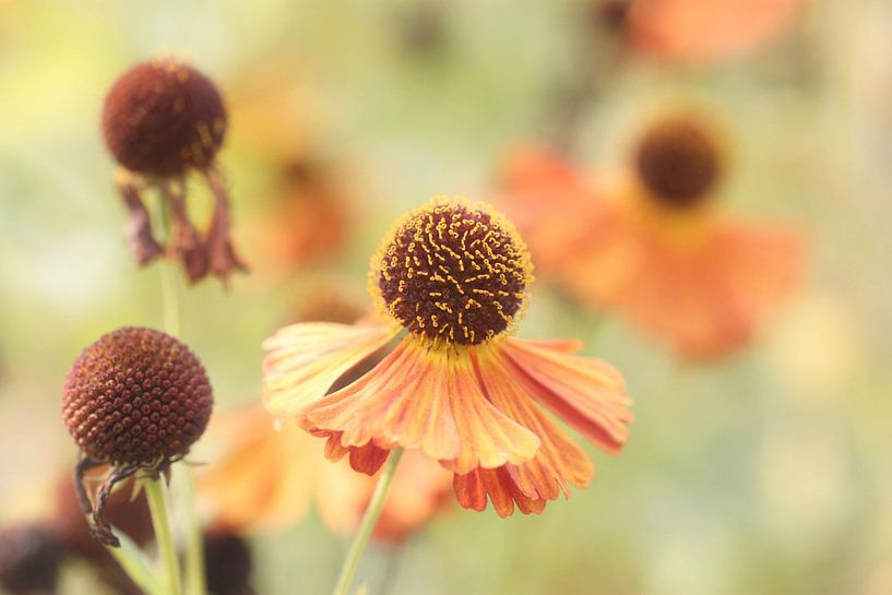 Champ de fleurs par Bertrand Bessin