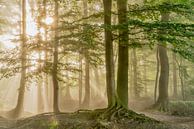 Morgen-Glück von Lars van de Goor Miniaturansicht