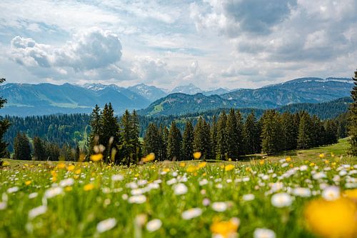 Uitzicht met paardenbloem op de Allgäuer Alpen en het Kleinwalsertal