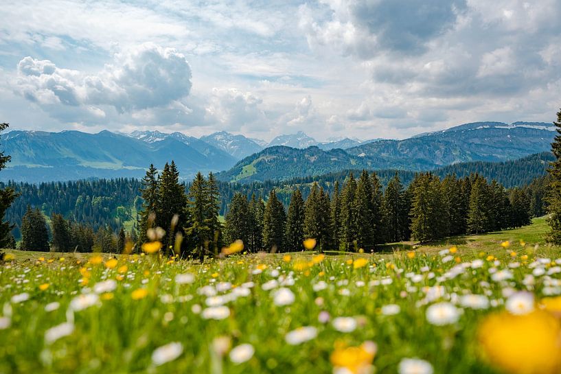 View with dandelion of the Allgäu Alps and the Kleinwalsertal valley by Leo Schindzielorz