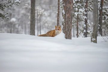 Vulpes vulpes, Fuchs im Schnee von Gert Hilbink