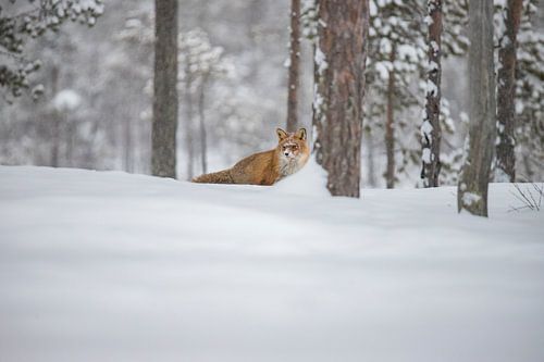 Red Fox, Vulpes vulpes 