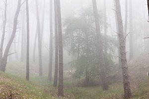 Ein nebliger Morgen im Wald! von Peter Haastrecht, van