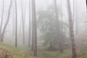 Matinée brumeuse dans la forêt ! sur Peter Haastrecht, van