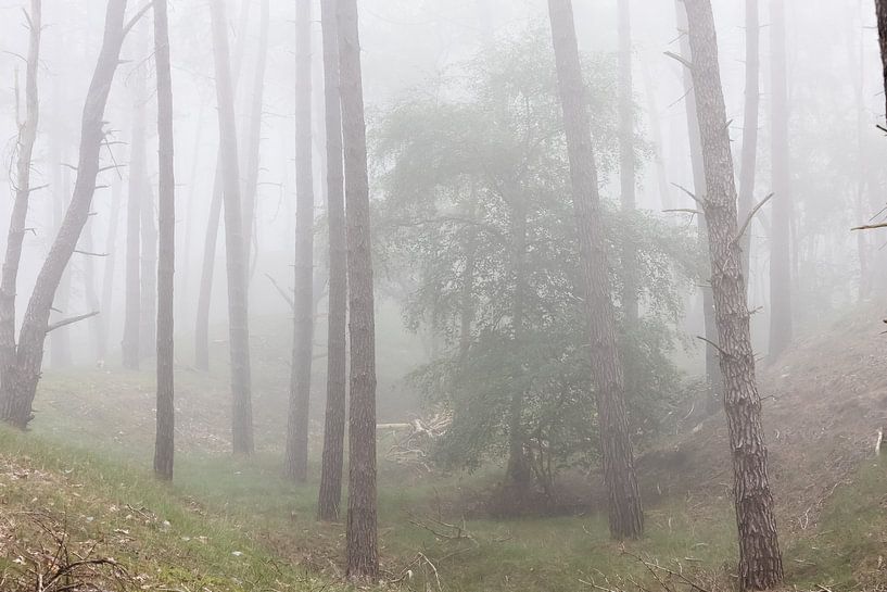 Foggy morning in the forest! by Peter Haastrecht, van