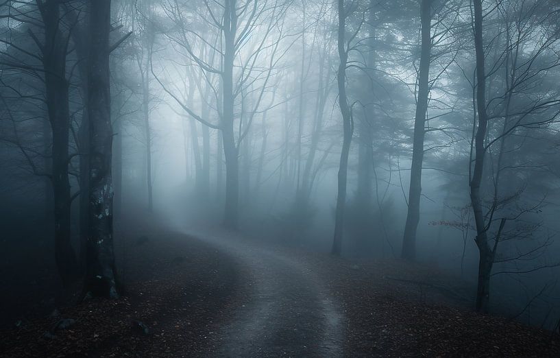 Wald von fernlichtsicht