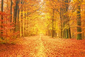 Pfad durch einen Buchenwald im Herbst im Naturschutzgebiet Veluwe