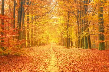 Path through a beech tree forest during autumn in the Veluwe nature reserve