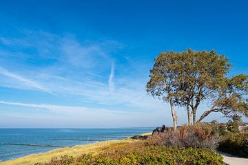 Tree on shore of the Baltic Sea in Ahrenshoop, Germany by Rico Ködder