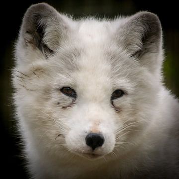 Polarfuchs von Theo Willems