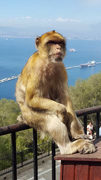 Chilling monkey van Mika'il Photography