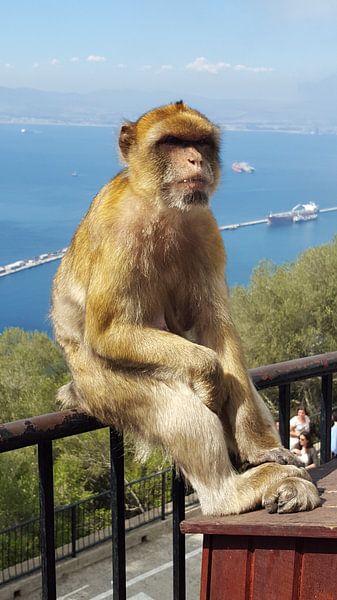 Chilling monkey von Mika'il Photography