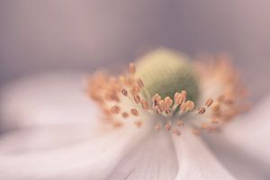 Anemone