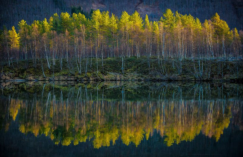 Reflectie in water. Lofoten, Noorwegen van Floris Heuer