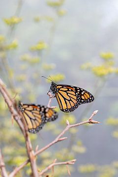 Twee monarchvlinders van Petra Brouwer