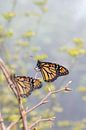 Zwei Monarch-Schmetterlinge von Petra Brouwer Miniaturansicht