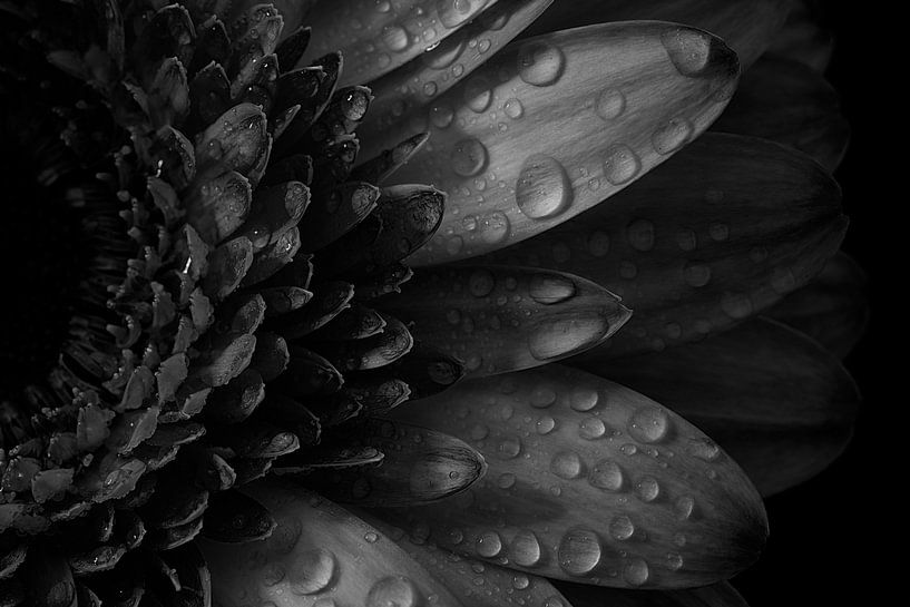 Macro stilleven roze bloem met waterdruppel van Steven Dijkshoorn