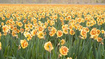 Bloeiend narcissenveld in omgeving van Lisse