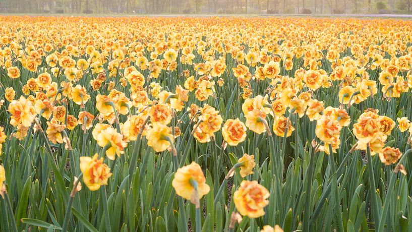Field with blooming daffodils nearby Lisse, the Netherlands by Anna Krasnopeeva