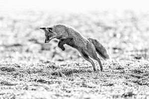 Fuchs Schwarz-Weiß van Felix Brönnimann